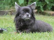 Wurfankündigung Mini Chihuahua Welpen - Barmstedt