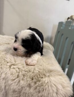 💖 Liebevolle Havamalt Welpen suchen ein Zuhause 💖 - Gummersbach