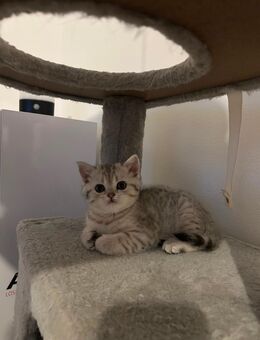 Bkh kitten - Schwabhausen (Bayern)