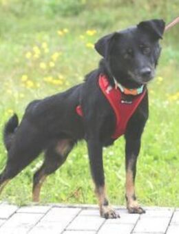 Nuria sucht liebevolles Zuhause - Untergruppenbach