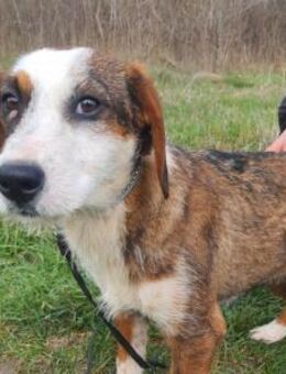 Bibi - zuckersüßes Hundemädchen - Velbert