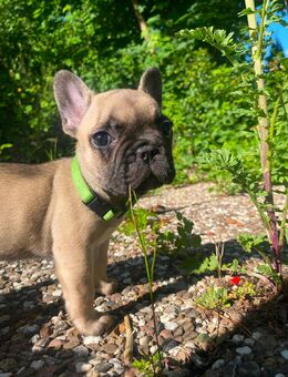 Französische Bulldoggen Welpen - sofort abgabebereit - Willingen (Upland)