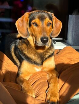 🐾Rusty sucht ein liebevolles, erfahrenes Zuhause❤️ - Henfenfeld