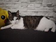 Kater und Katze abzugeben - Hamburg