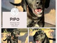 Pipo: Fröhlicher Retriever Mix - Brühl (Nordrhein-Westfalen)