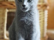 Russisch blau Kitten m.Abstammungsurkunde,12 Wochen - Kirn Zentrum