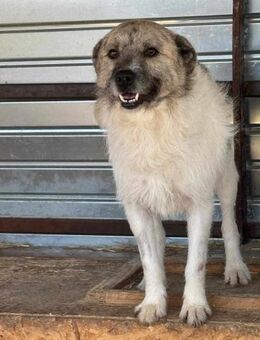 Liebe Seele CISCO sucht Zuhause - Düsseldorf