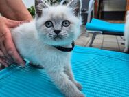 BKH Kitten Abgabereit - Gimbsheim