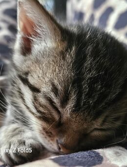 Bengal, Mischling, Babykatze - Bodelshausen