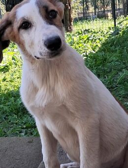 Ginny - wer hat mich lieb - Grevenbroich