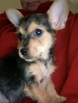 Dórian 🌟 Kleiner Yorki-Chihuahua Mix - Kassel