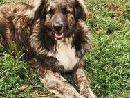 Aragon, ein Traumhund möchte ankommen. - Oberhausen
