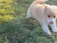 Bezaubernde Maltipoo Welpen - Wesel