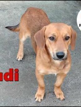 kleiner Dackel Mischling Rudi sucht... - Margetshöchheim