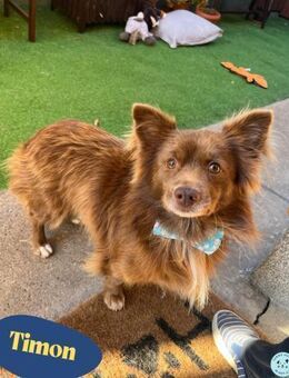 Timon SR - freundlich, gutherzig - Rheine