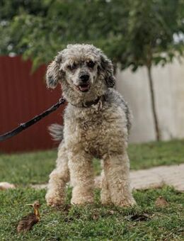 🐩 Poxi 3-jähriger Kleinpudel (blond-g - Kassel