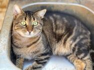 SIMBA sucht ein Zuhause mit Kumpels - Sehnde
