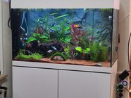 Komplett Aquarium all inklusive. 160 Liter - Niederzier