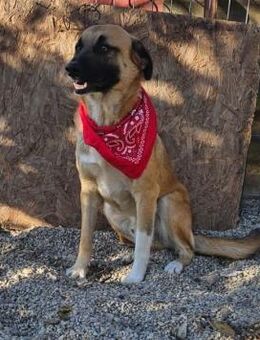 Omleta, Junghund sucht neues Zuhause - Unterföhring