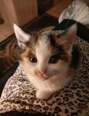 Süsse Kitten dürfen umziehen in 84405