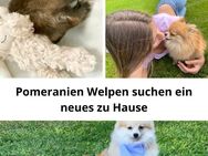 Wunderschöne Pomeranian Welpen – Reinrassig mit Stammbaum! - Brütten