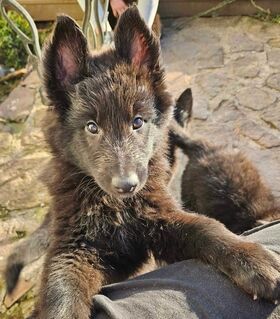 Welpen: Belgischer Schäferhund/Groenendael