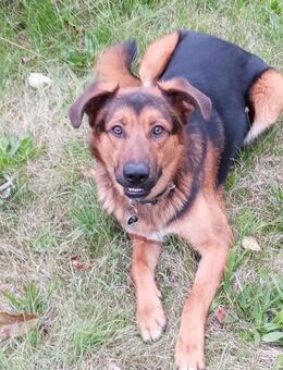 Torin 💙💙💙 bildhübscher Bub - Herxheim (Landau)