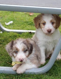 Wasserhund X Bordercollie Mixwelpen Allergikerhund Mischling - Mindelheim