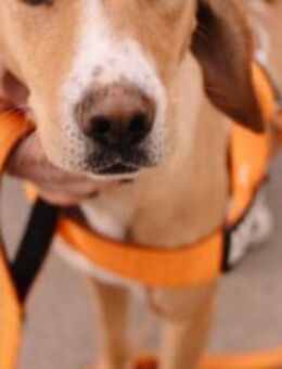 Junge Luna - Ellerbek