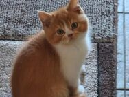 Bkh Kater mit Stammbaum direkt vom Züchter - Hartenfels