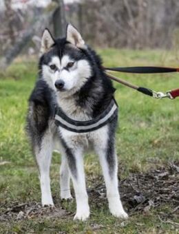 Magnus SI - Vorsichtiger Husky sucht Hei - Neustadt (Rübenberge)