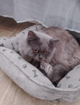 2 Persermix Kater - Wismar