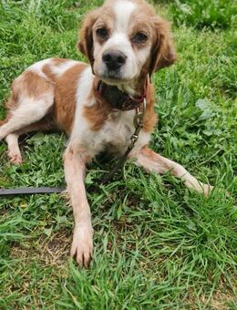 BELLA🍀🍀🍀PATENSCHAFT gesucht - Herxheim (Landau)