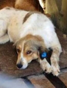 Carlotta, sucht einen Gnadenplatz - Bonndorf (Schwarzwald)