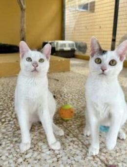 Ori & Oats suchen ihr neues Zuhause - Walluf