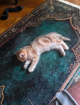 BKH golden tabby Mädchen mit kreuzmusterung 13 Wochen - München