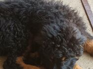 Rambo sucht noch sein Zuhause - Werneck