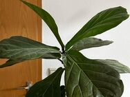 Various houseplants for sale - Ostrach