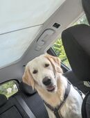golden Retriever Rüde in 59067