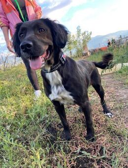 Jery ein junger Hund gefangen im Lärm - Berlin