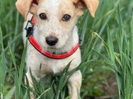 🍀 Welpe BIBI will die Welt erkunden - Landau (Pfalz)