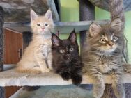 Reinrassige XXL Maine Coon Kitten - Bous