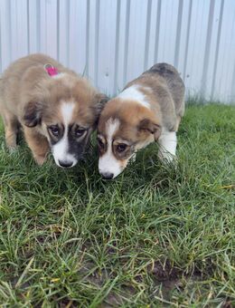 Unsere beiden sehr kleinen verschmusten Corgimischlingee Wisky und Pina 4 Monate alt, ca 20-25 cm groß - Angern