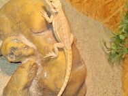 Bartagame Jungtiere ( pogona vitticeps) nur noch 1 - Offstein