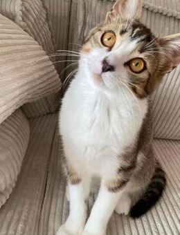Ekh kitten - Gladbeck