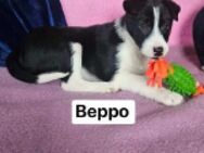 Beppo+Mori auf Parkplatz ausgesetzt - Berlin
