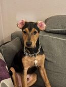 Welpe sucht ein zuhause für immer in 83620