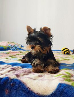 Yorkshire terrier. Welpen. - Genthin