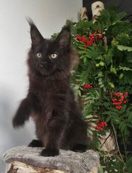 Maine Coon Kitten mit Stammbaum - Hof