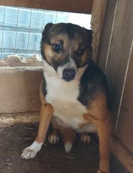 Tessa braucht Halt 🐾 - Elsdorf (Nordrhein-Westfalen)